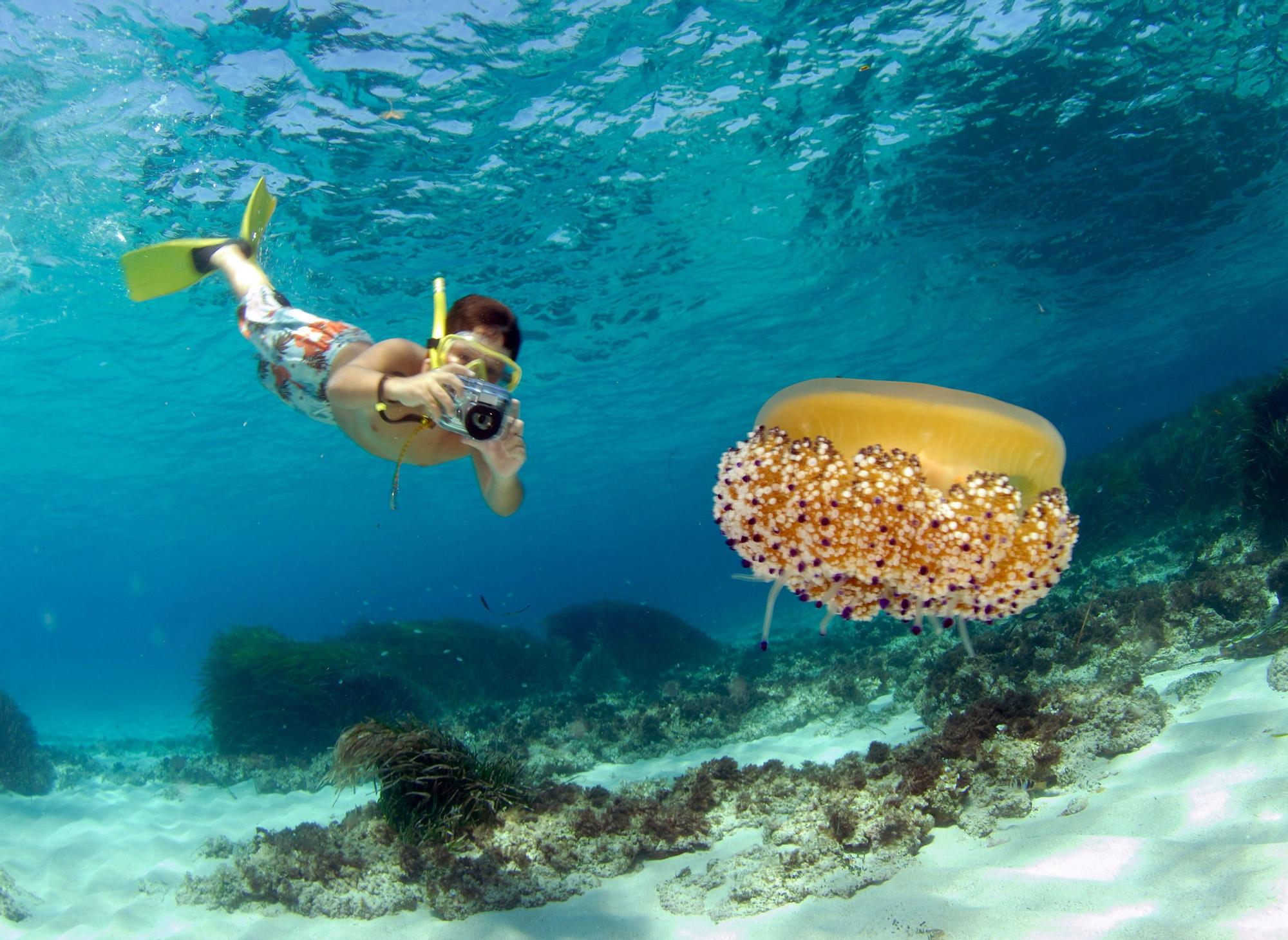 Un buceador fotografía una medusa en Formentera.