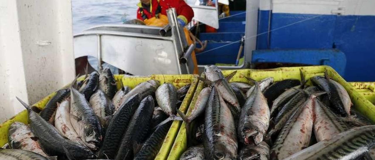 Un barco faenando xarda en la campaña de 2019.