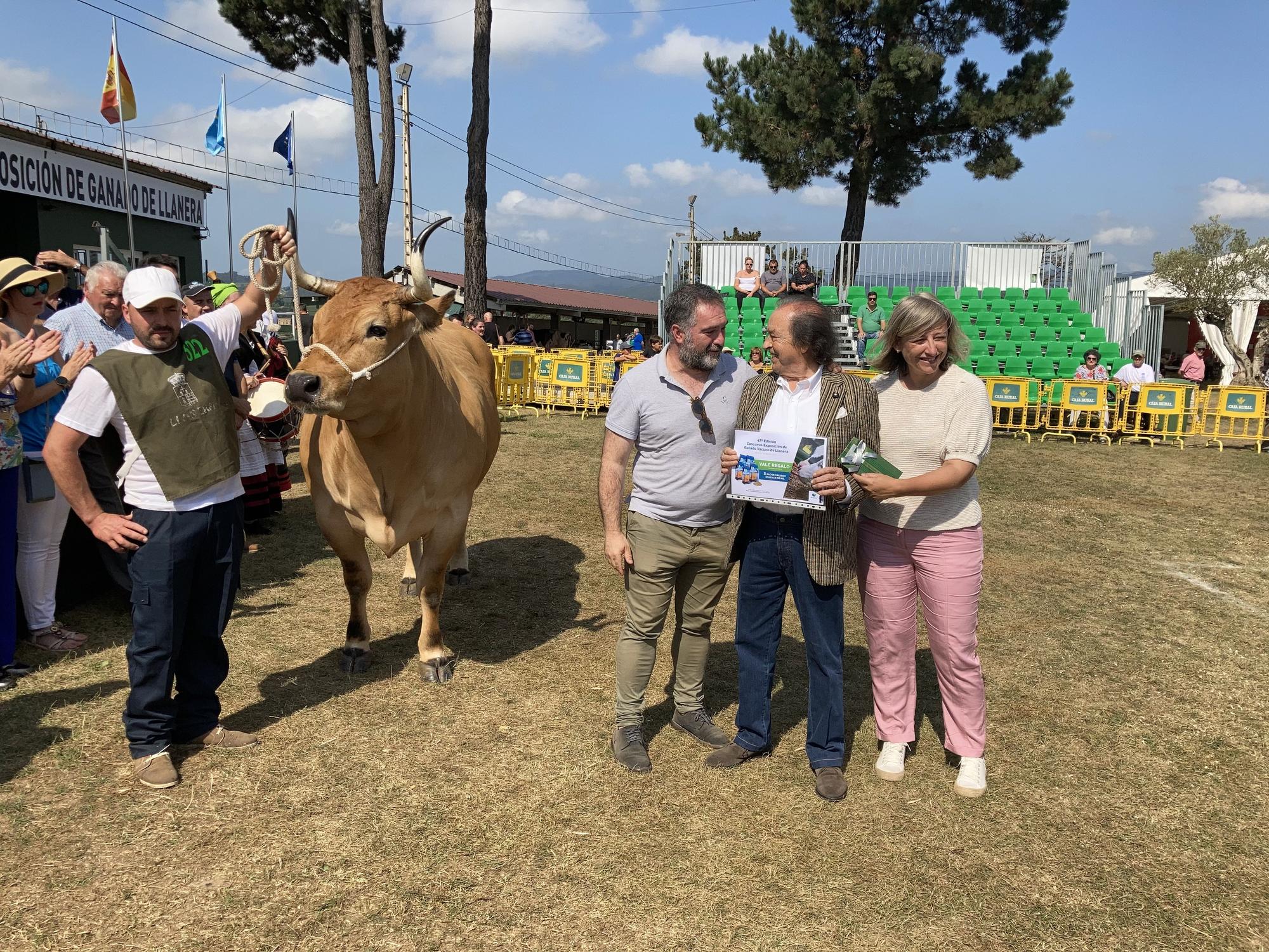 El concurso de ganado de Llanera fue todo un éxito: aquí tienes algunas de las reses ganadoras