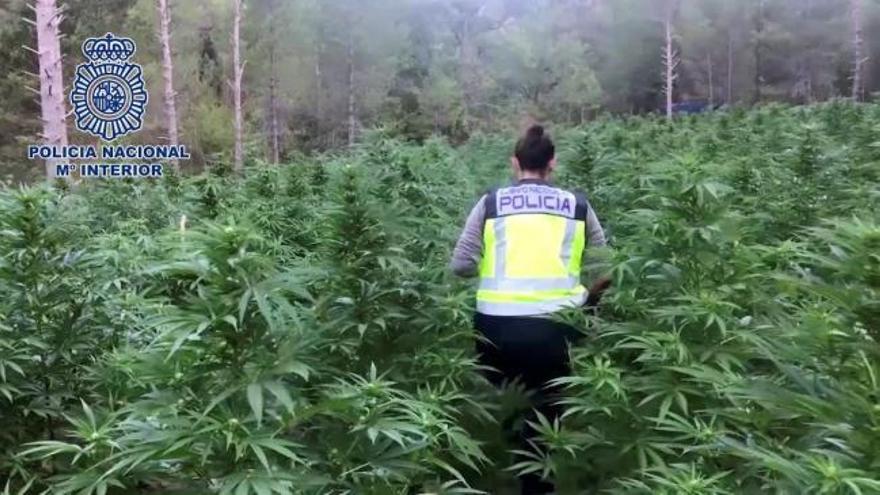 La Policía desmantela la mayor plantación de marihuana en Aragón