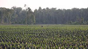 zentauroepp37406333 extra aceite de palma plantaciones de palma en sumatra 09 10170223222040