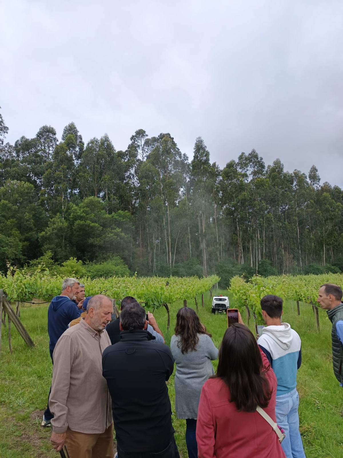 La prueba con el robot sulfatador autónomo fabricado en China, desarrollada esta mañana en viñedos de Vilanova de Arousa.