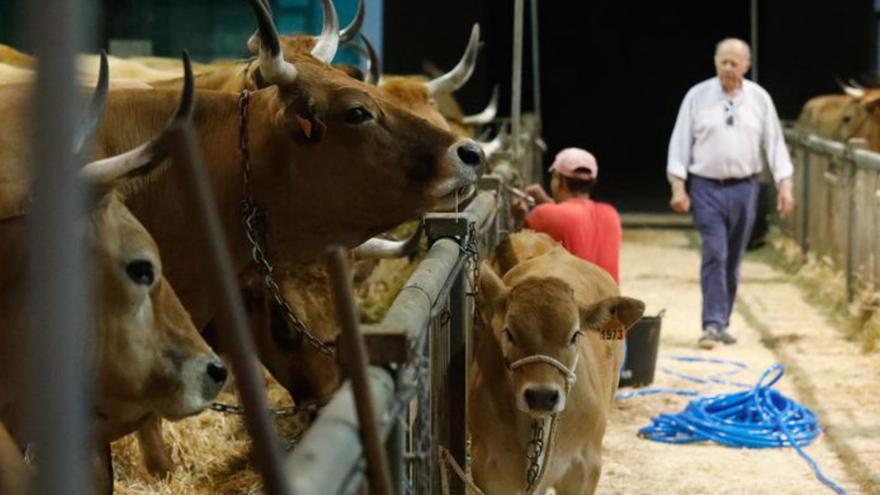 Las mejores razas autóctonas se reúnen por San Agustín