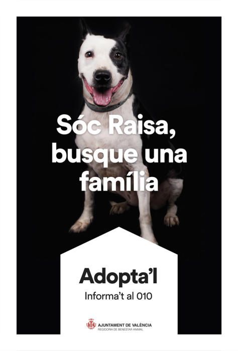 València pone cara y nombre a los perros de Benimàmet que buscan familia de adopción