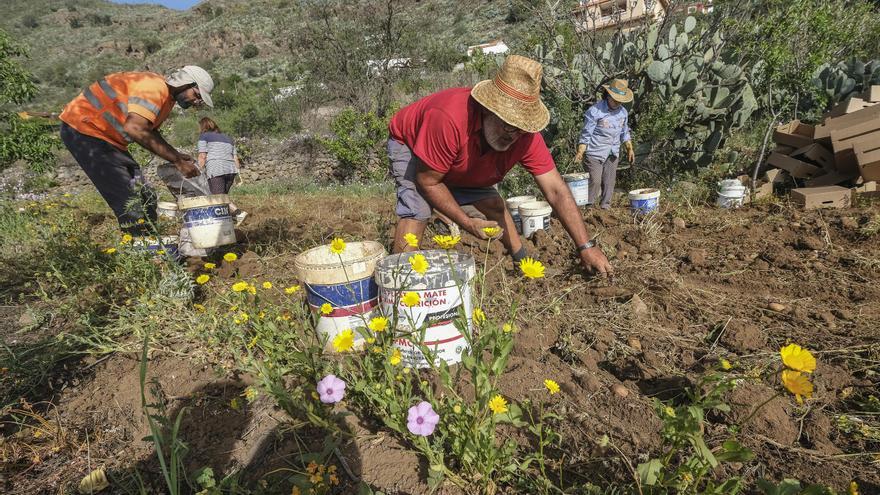 La complicada vida de la papa canaria