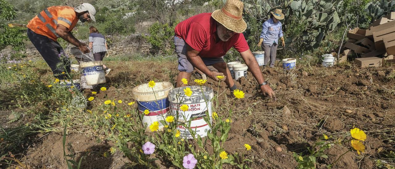 Trabajadores de la finca de Don Pedro en la recogida de papas