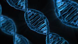L’atles del genoma humà: publicada la seqüència completa de l’ADN de la nostra espècie