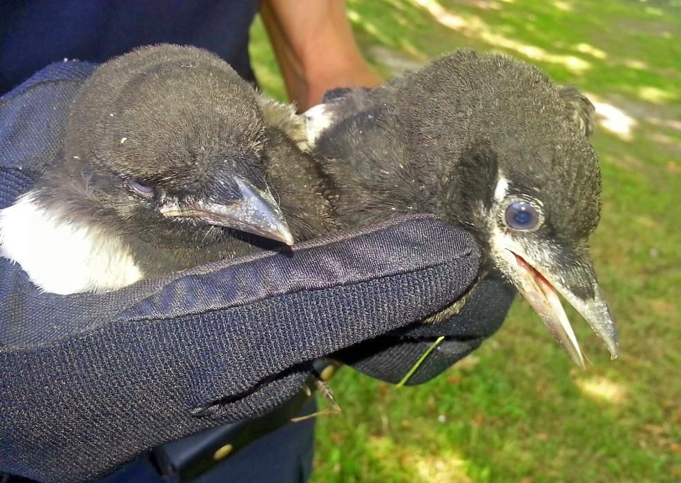 Los animales rescatados por la Policía Local en el último año