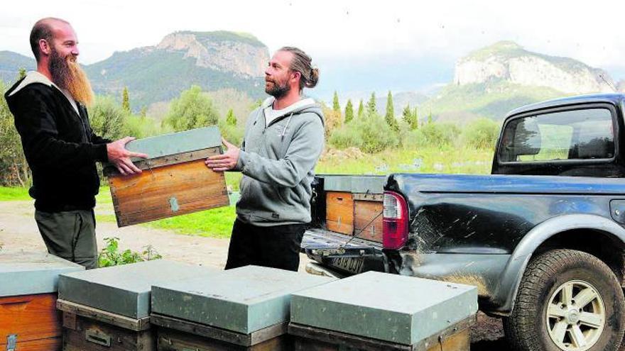 Auf Mallorca werden Gärten für die Bienen gesucht