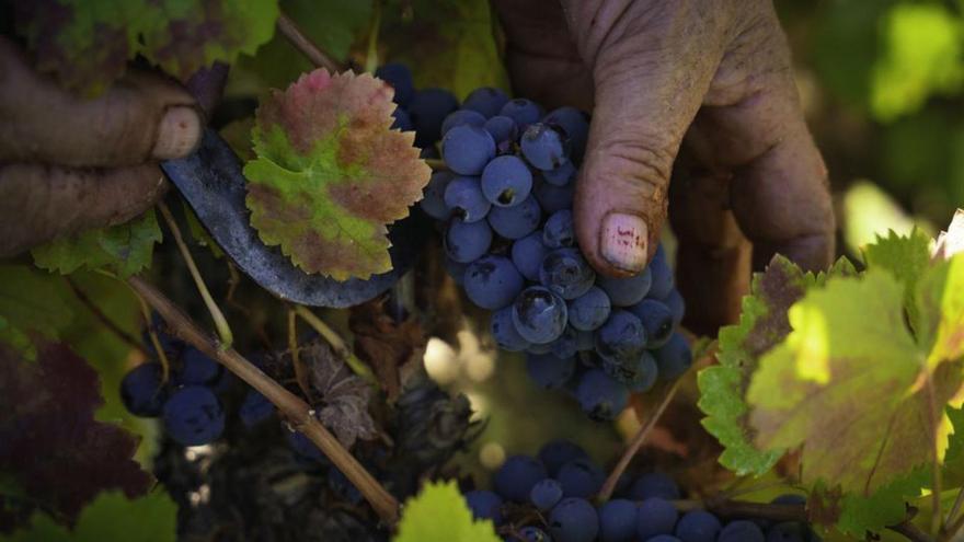 Una persona cortando un racimo de uvas. |Cedida