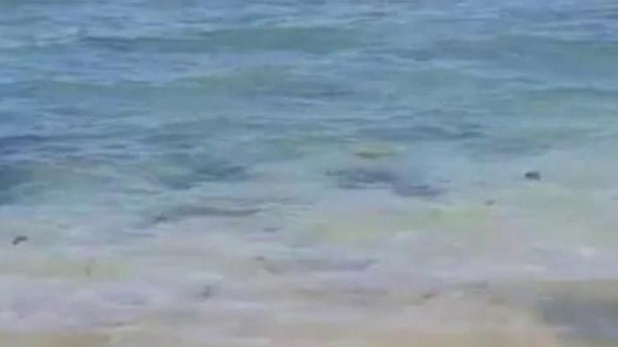 Cierran la playa de Corralejo Viejo por la presencia de tiburones en la orilla
