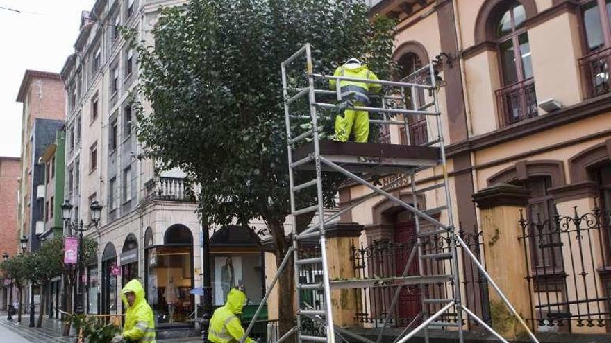 Los operarios de Langreo podan las hojas de los árboles del centro