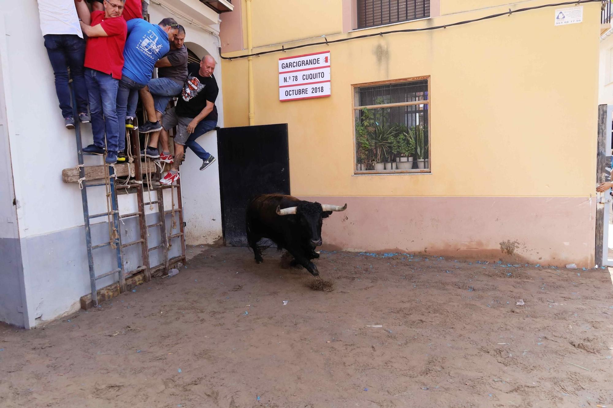 Exhibición de un toro cerril en las fiestas de Almassora