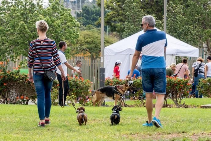 II Feria de Mascotas en Maspalomas