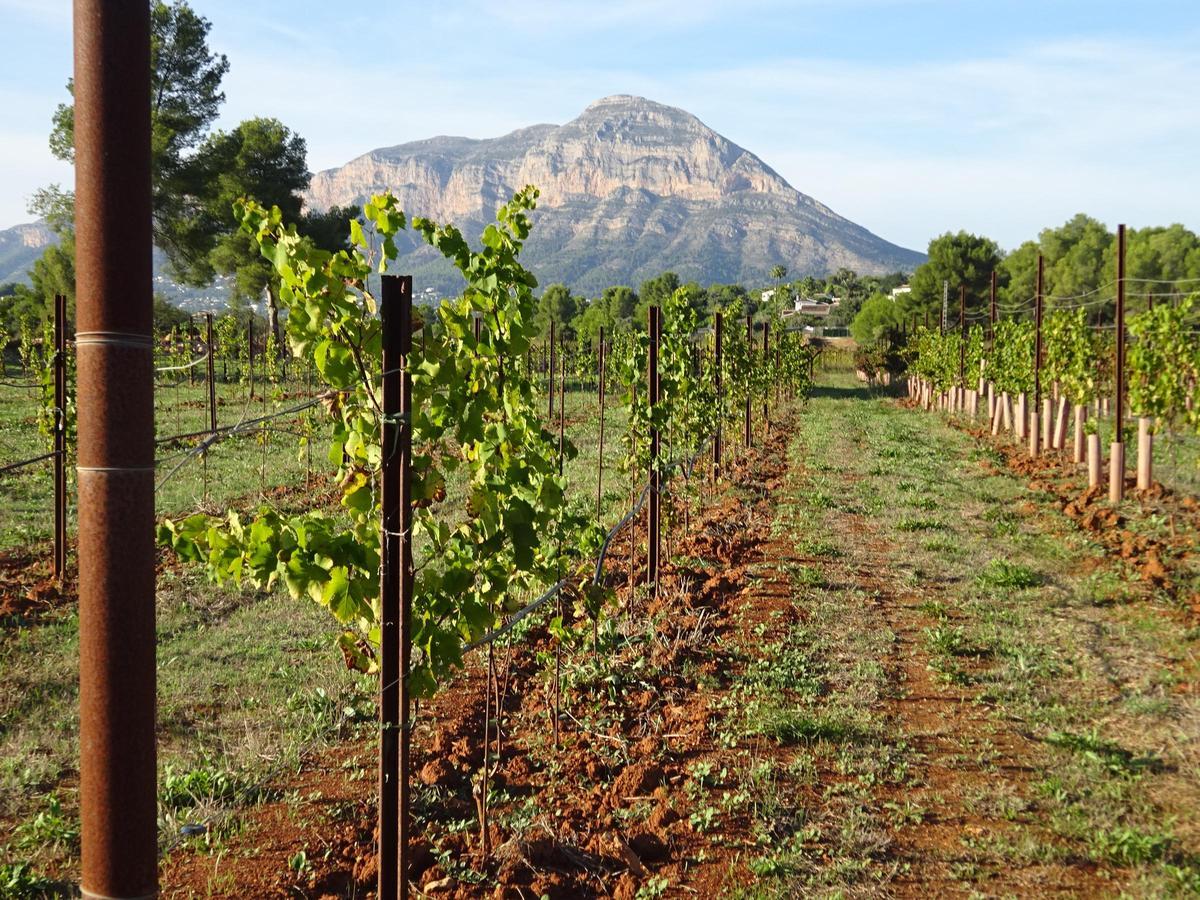 Los viñedos  y al fondo el Montgó