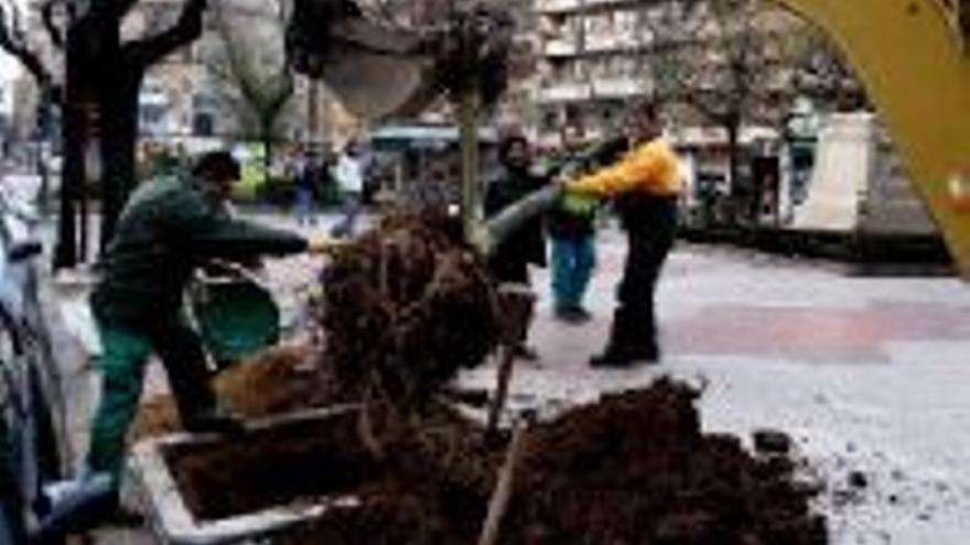 OBRAS ACOMETE MEJORAS EN LOS ALCORQUES DE LA AVENIDA DE ESPAÑA