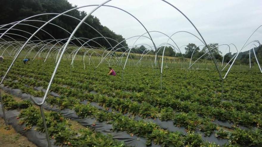 Plantación ecológica de fresas en Corao.