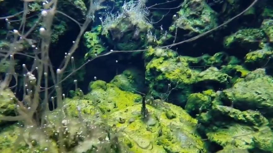 El fondo marino de la fajana tras la erupción del volcán de La Palma