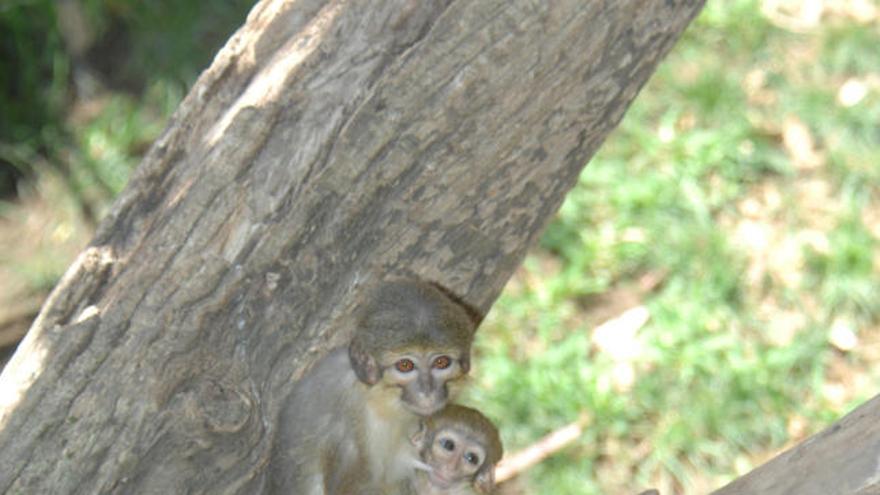 Nace un ejemplar de talapoín norteño en el Bioparc de Fuengirola