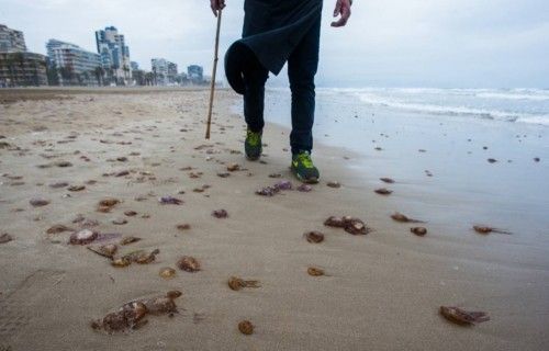 Plaga de medusas en la Playa de San Juan