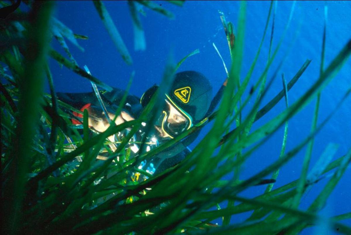 Ein Taucher im Neptugras