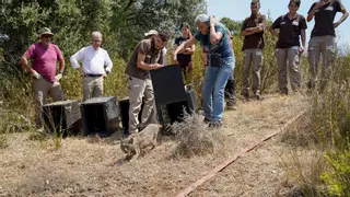 De la carretera a Monfragüe: los cuatros cachorros de lince que se salvaron de la tragedia