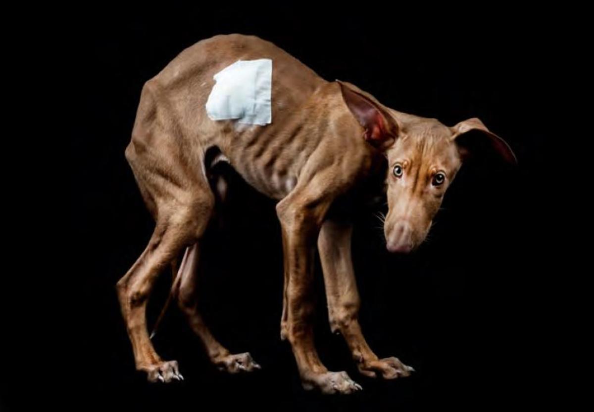 Perro rescatado por una protectora de animales