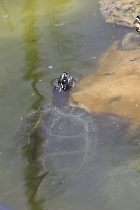 Rechtliches Tauziehen um tausend Schildkröten