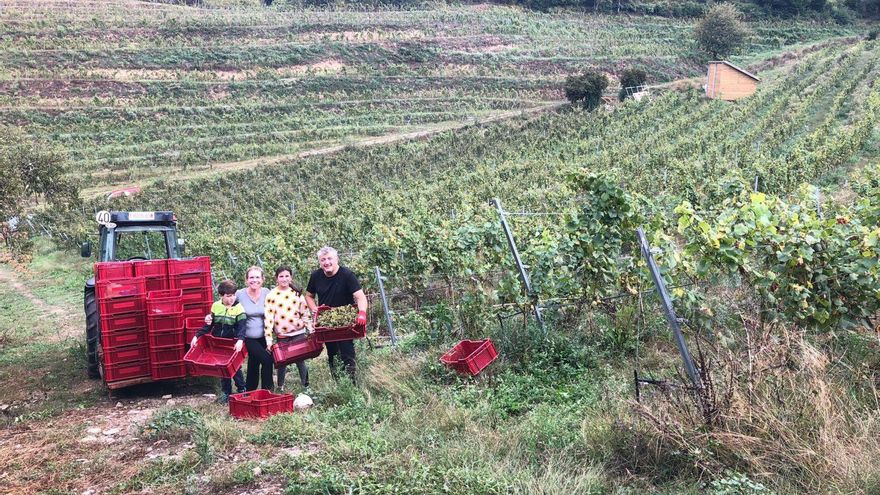 Buen inicio de la vendimia en Cangas del Narcea e Ibias: &quot;La uva tiene gran calidad&quot;