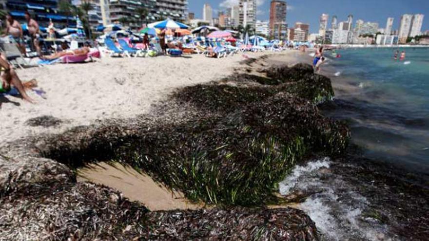 Lechos de posidonia sobre la orilla de la playa de Poniente, la pasada primavera.