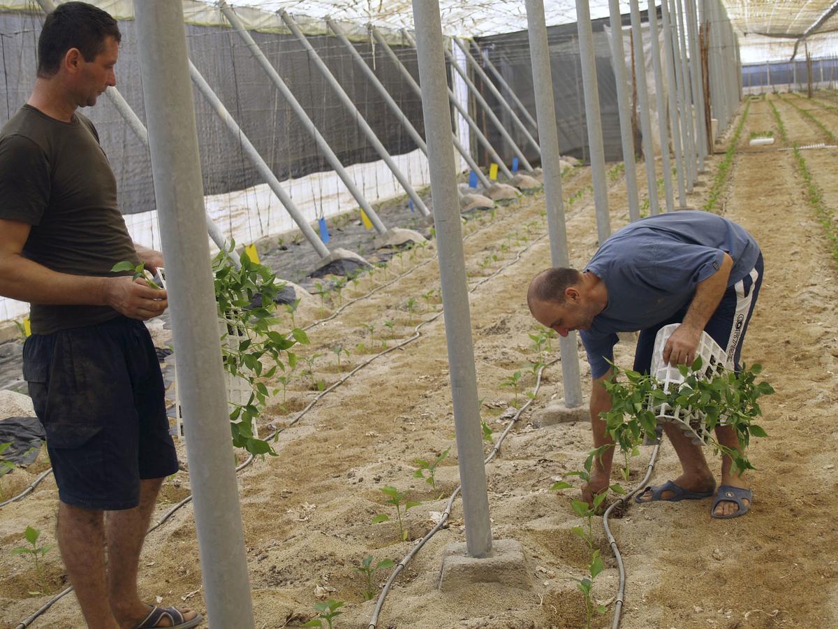 La cifra total de trabajadores foráneos es de 2.462.890.