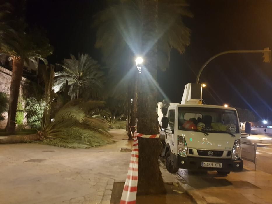 Sturm reißt sieben Palmen an Palmas Promenade um