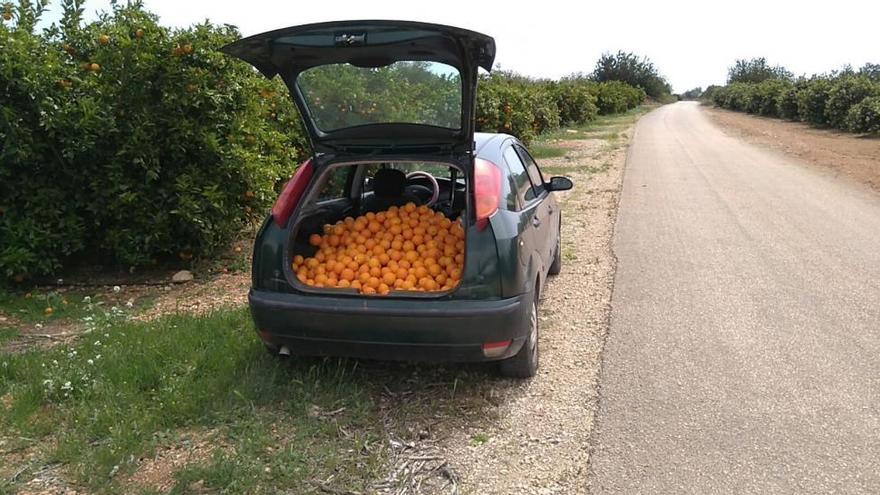 ‘Cazado’ en Benicarló con 160 kilos de naranjas robadas en su maletero