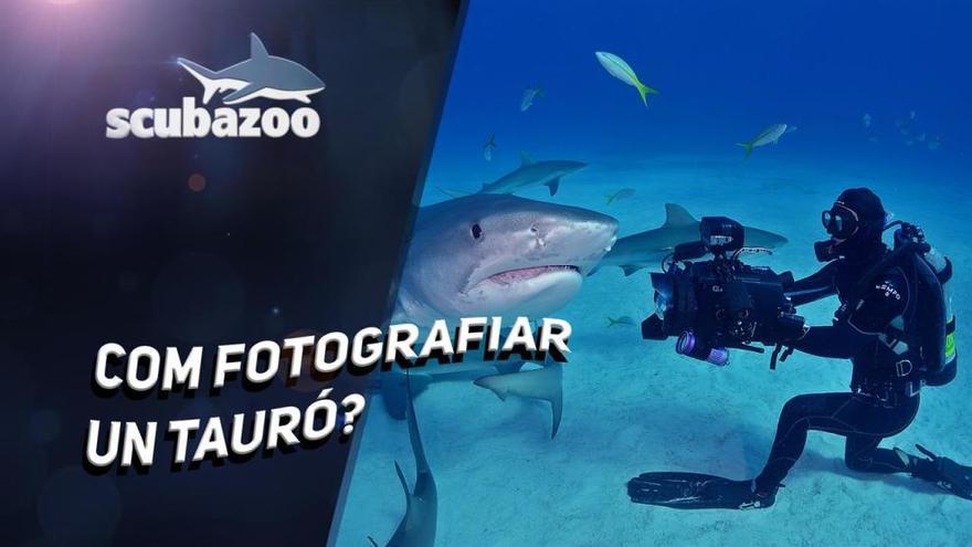 Com fotografiar un tauró?