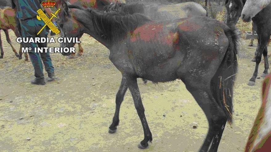 Detenido por abandonar en una finca de Alcántara sin agua ni comida a 18 caballos