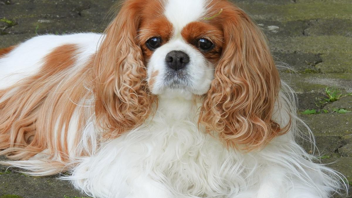 Cavalier King Charles Spaniel: una de las razas de perros más exclusivas