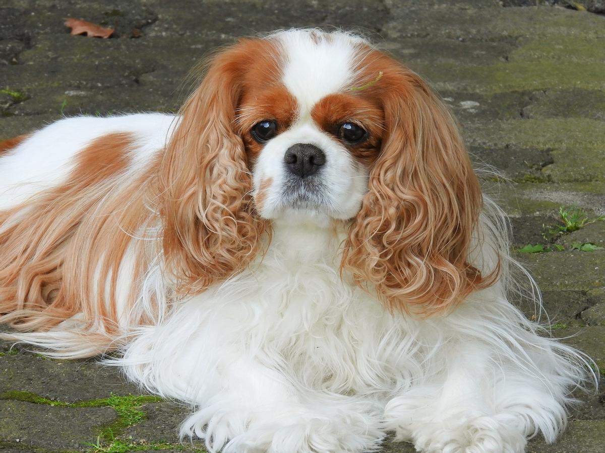 Cavalier King Charles Spaniel: una de las razas de perros más exclusivas
