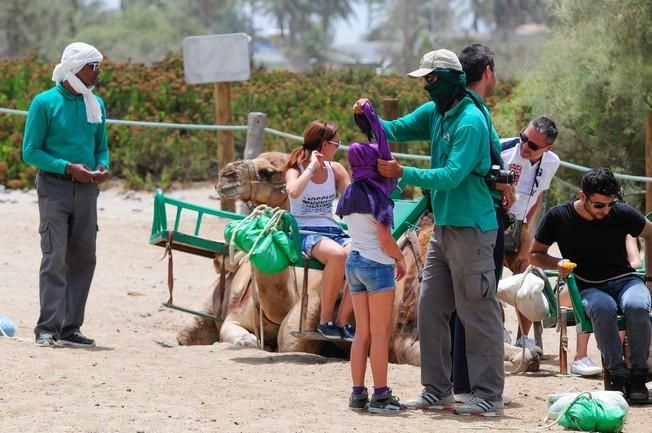 Reportaje excursiones con camellos en las Dunas ...