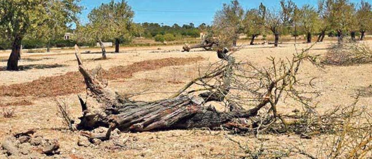 Un almendro muerto y arrancado en una finca en Maria de la Salut.