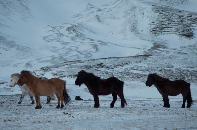 Caballos islandeses