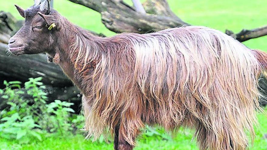 La cachemira se teje  en Mongolia