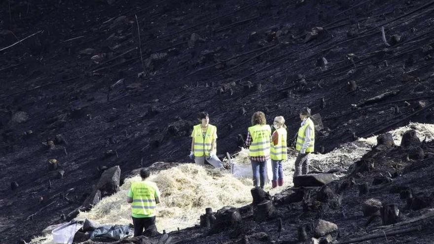 Voluntarios en Coruxo (Vigo) colocando paja en zonas arrasadas por el fuego. // FDV