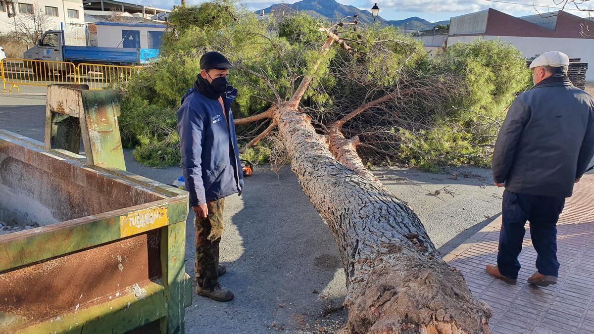 El pino del parque &quot;Pared Civil&quot; que se desplomó por el fuerte viento el pasado 24 de enero.
