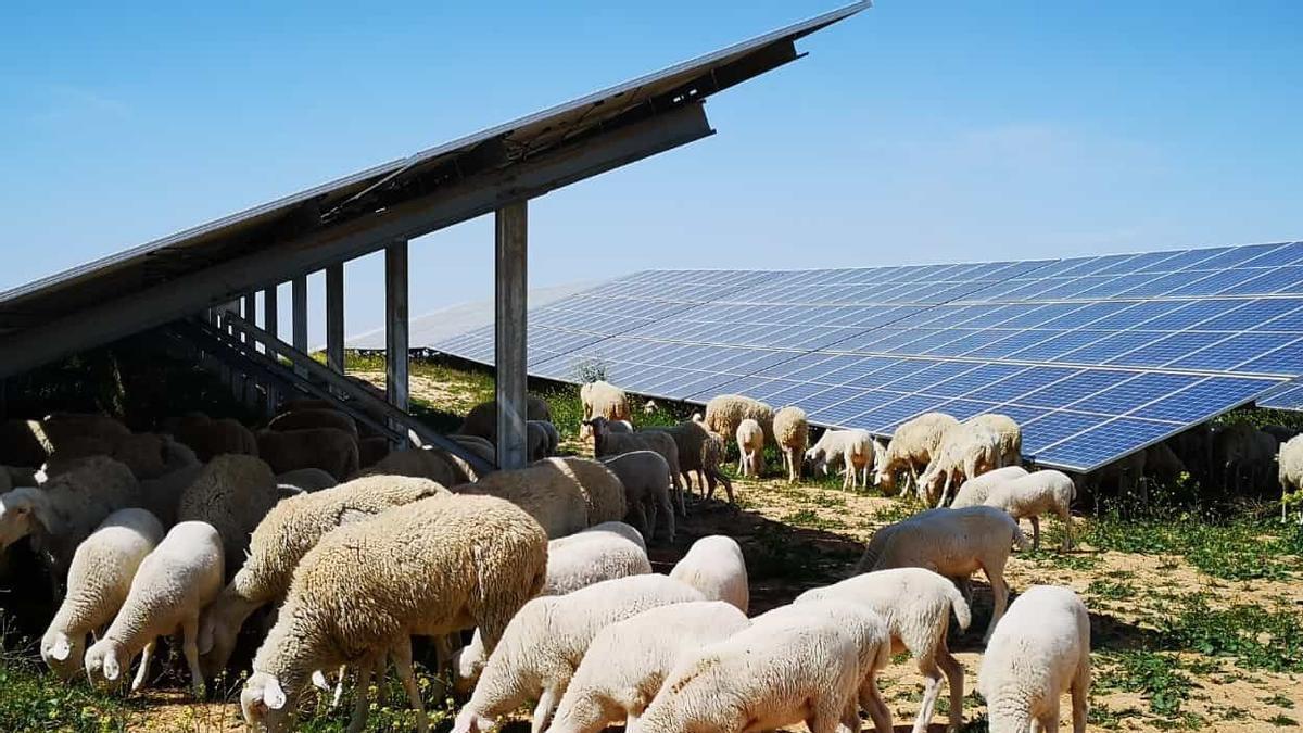 Ovejas pastan junto a placas solares, en una imagen de archivo.