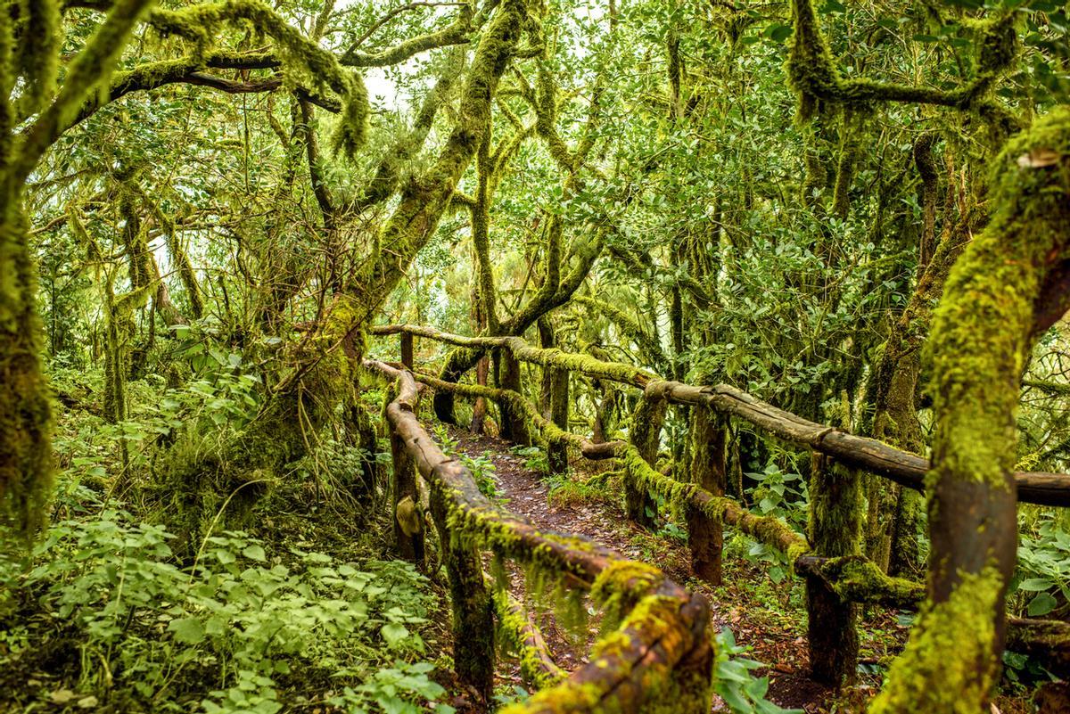 El bosque de laurisilva de la Gomera, un superviviente desde la era Terciaria