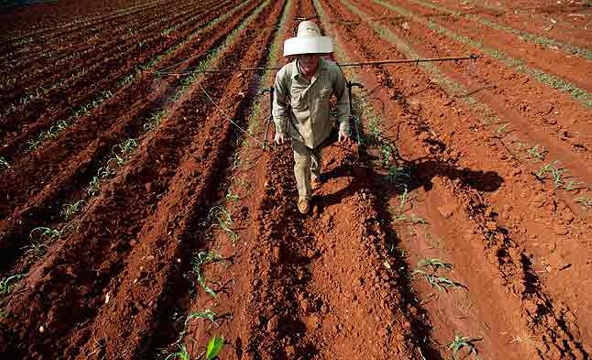 L’inventor cubà Yolando Pérez Páez utilitza la seva nova i improvisada eina per fumigar les collites en un camp de blat de moro, en una granja a prop de Guira de Melenas (Cuba).