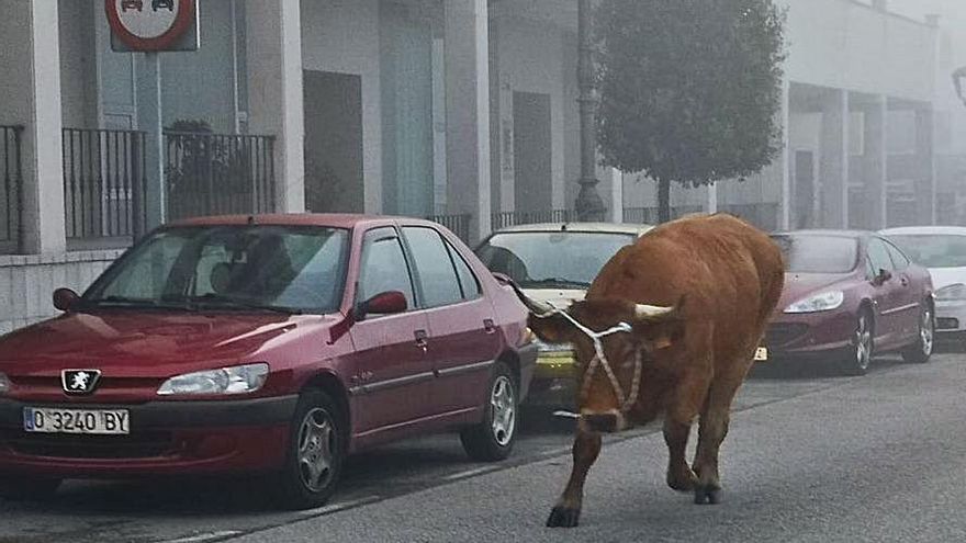 Una vaca corta el tráfico en Posada