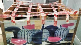 Sanidad incauta más de 1.500 kilos de sandías en Canarias importadas de forma ilegal
