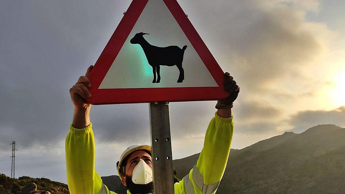 Un operario comprueba el anclaje de la nueva señal de advertencia de peligro por cabras sueltas.