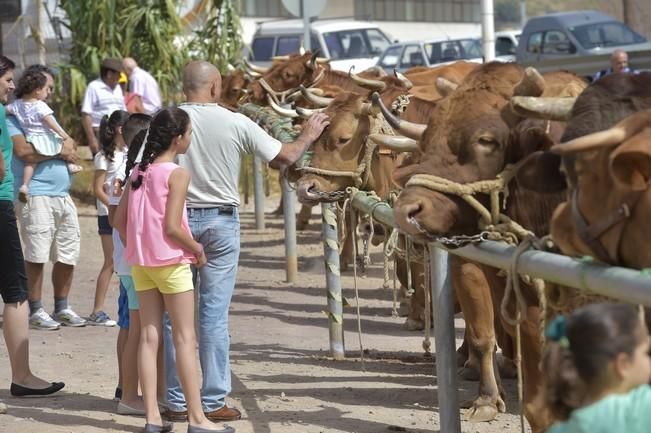 Muestra de ganado y feria de artesanía por las ...